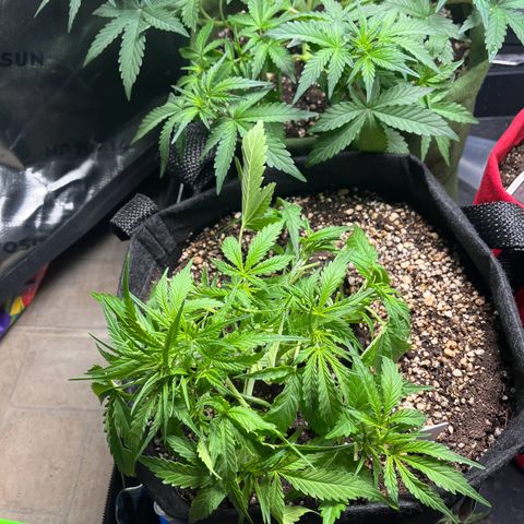 Amnesia Zkittlez Auto growlog timeline photo