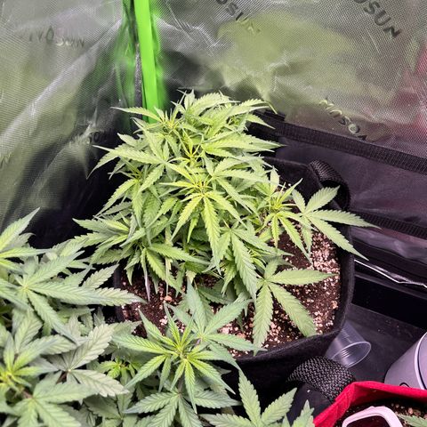 Amnesia Zkittlez Auto growlog timeline photo