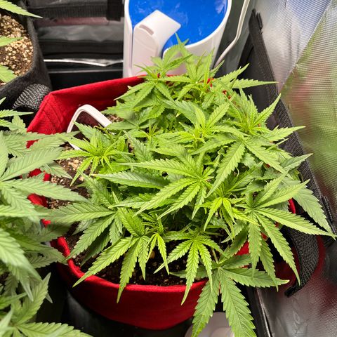 Amnesia Zkittlez Auto growlog timeline photo
