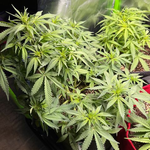 Auto Bruce Banner growlog timeline photo