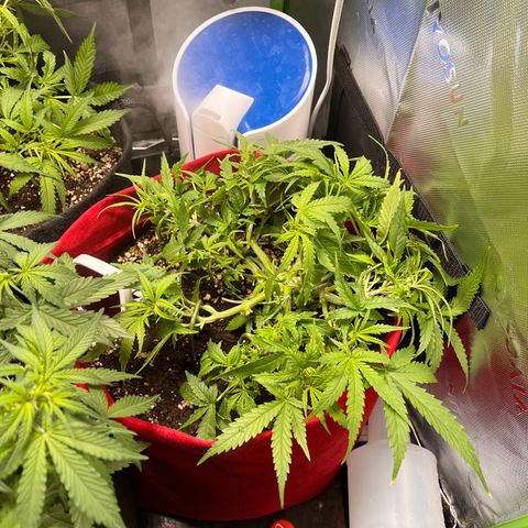 Amnesia Zkittlez Auto growlog timeline photo