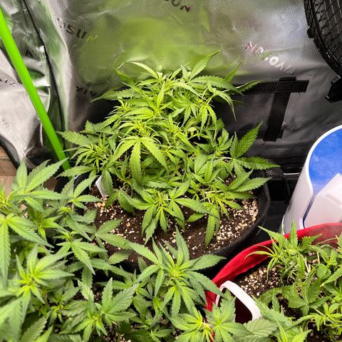 Amnesia Zkittlez Auto growlog timeline photo