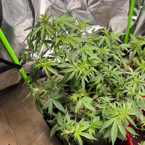 Auto Bruce Banner growlog timeline photo
