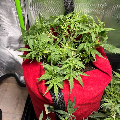 Amnesia Zkittlez Auto growlog timeline photo