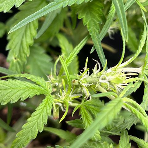 Amnesia Zkittlez Auto growlog timeline photo