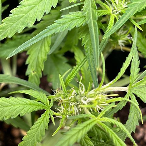 Amnesia Zkittlez Auto growlog timeline photo