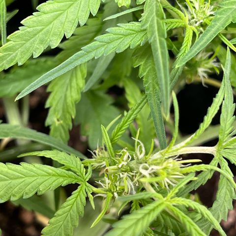 Amnesia Zkittlez Auto growlog timeline photo