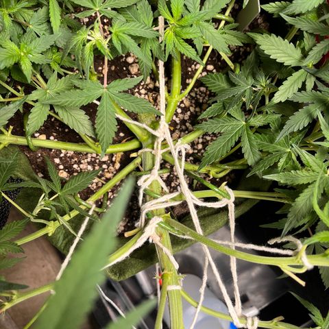 Auto Bruce Banner growlog timeline photo