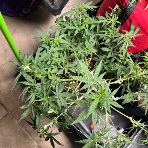 Auto Bruce Banner growlog timeline photo