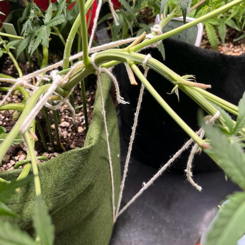 Auto Bruce Banner growlog timeline photo