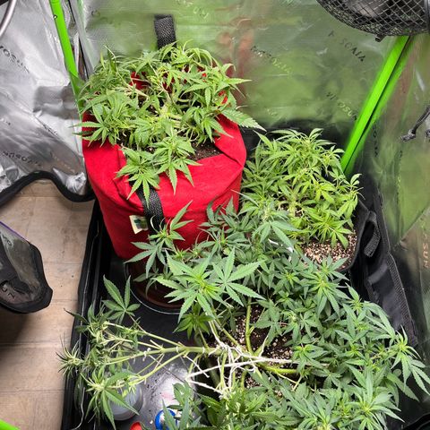 Auto Bruce Banner growlog timeline photo