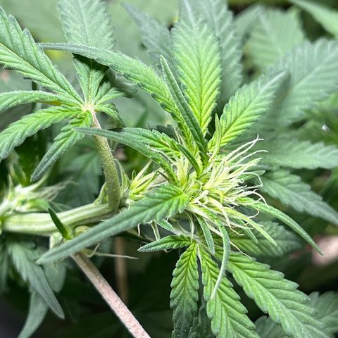 Auto Bruce Banner growlog timeline photo
