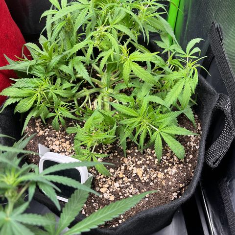 Amnesia Zkittlez Auto growlog timeline photo