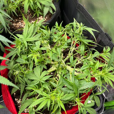 Amnesia Zkittlez Auto growlog timeline photo