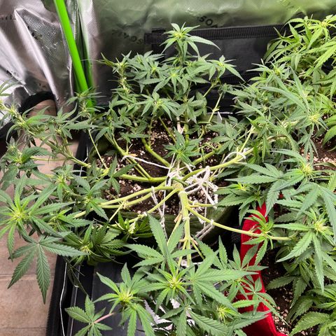 Auto Bruce Banner growlog timeline photo