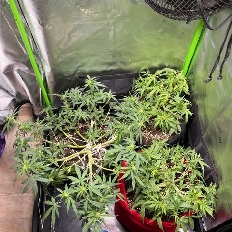 Auto Bruce Banner growlog timeline photo