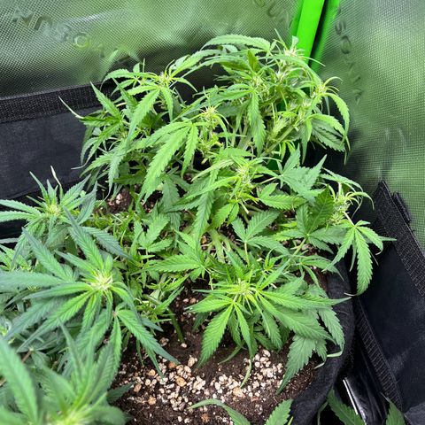 Amnesia Zkittlez Auto growlog timeline photo