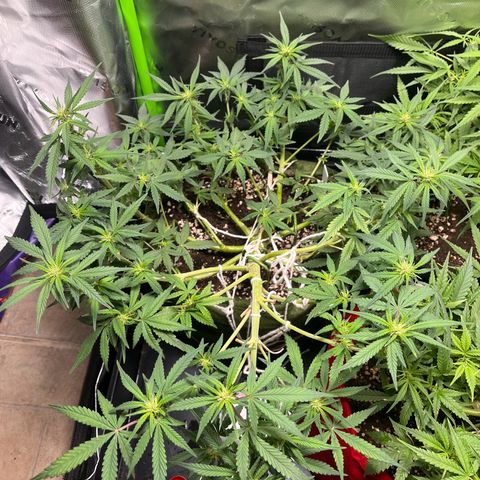 Auto Bruce Banner growlog timeline photo