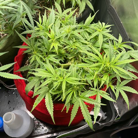 Amnesia Zkittlez Auto growlog timeline photo