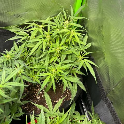 Amnesia Zkittlez Auto growlog timeline photo