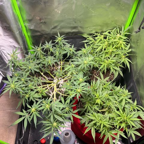 Auto Bruce Banner growlog timeline photo