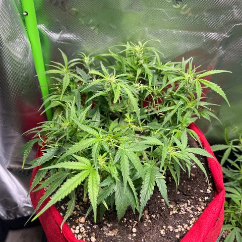 Amnesia Zkittlez Auto growlog timeline photo