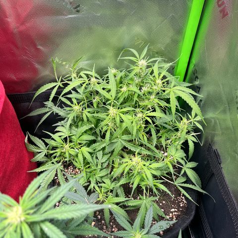 Amnesia Zkittlez Auto growlog timeline photo