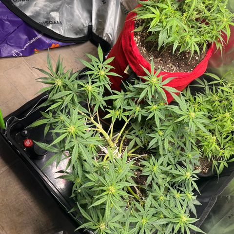 Auto Bruce Banner growlog timeline photo