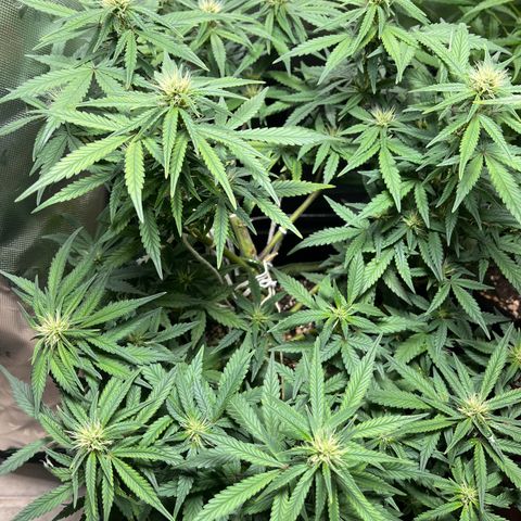 Auto Bruce Banner growlog timeline photo