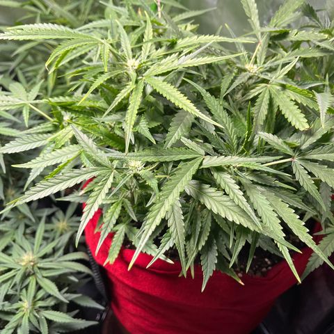 Amnesia Zkittlez Auto growlog timeline photo