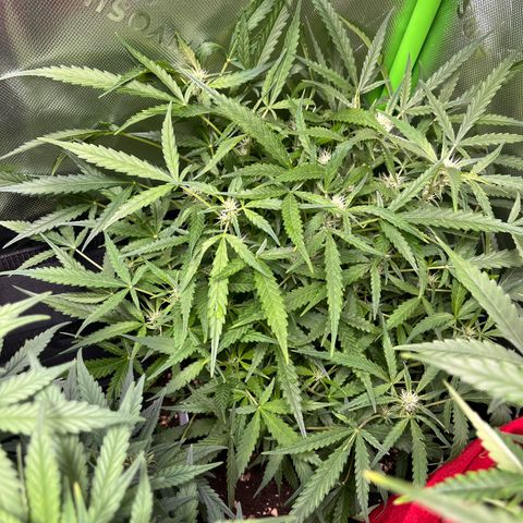 Amnesia Zkittlez Auto growlog timeline photo