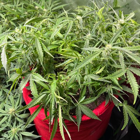 Amnesia Zkittlez Auto growlog timeline photo