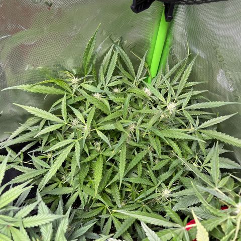 Amnesia Zkittlez Auto growlog timeline photo
