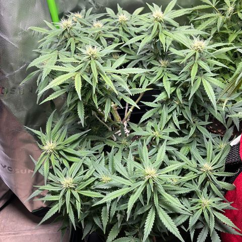 Auto Bruce Banner growlog timeline photo