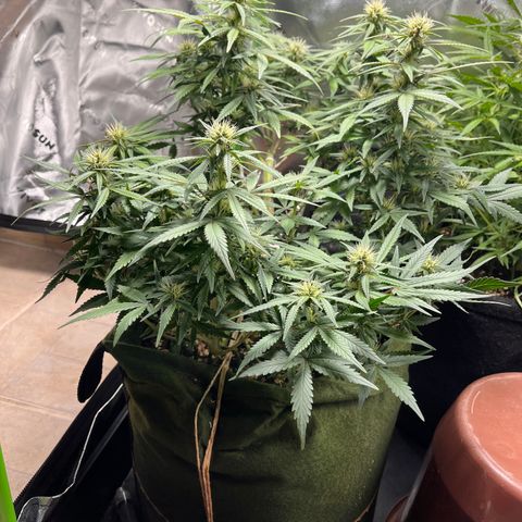 Auto Bruce Banner growlog timeline photo