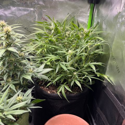 Amnesia Zkittlez Auto growlog timeline photo