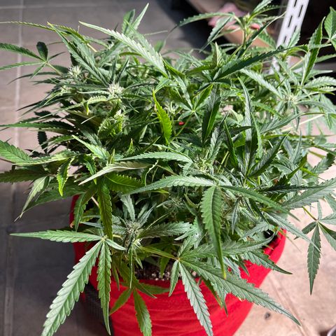 Amnesia Zkittlez Auto growlog timeline photo