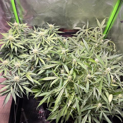 Auto Bruce Banner growlog timeline photo
