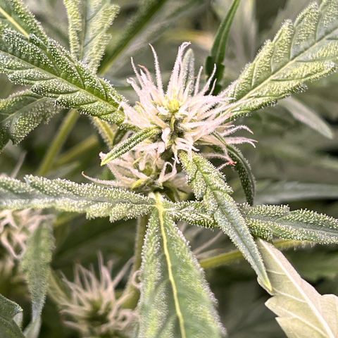Amnesia Zkittlez Auto growlog timeline photo