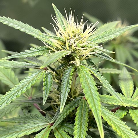 Auto Bruce Banner growlog timeline photo