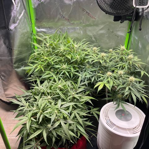Auto Bruce Banner growlog timeline photo