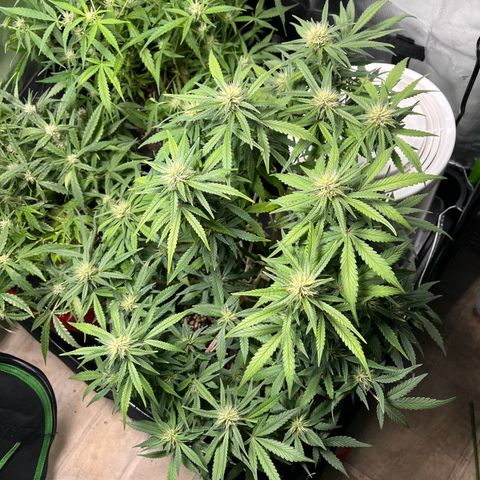 Auto Bruce Banner growlog timeline photo