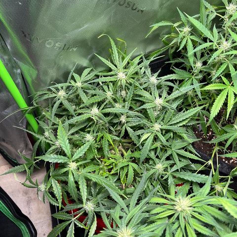 Amnesia Zkittlez Auto growlog timeline photo