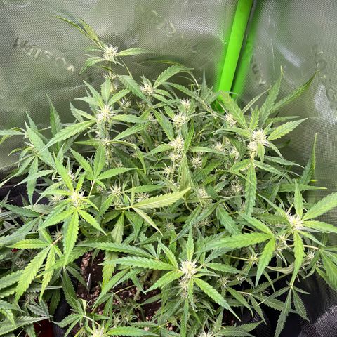 Amnesia Zkittlez Auto growlog timeline photo