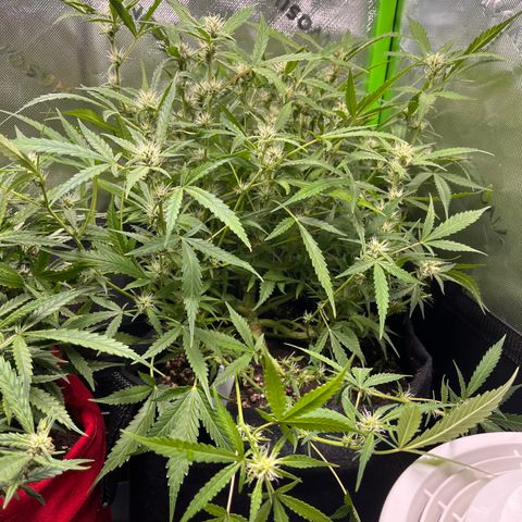 Amnesia Zkittlez Auto growlog timeline photo