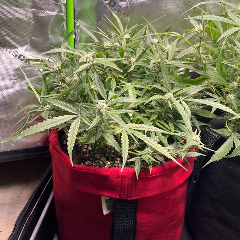 Amnesia Zkittlez Auto growlog timeline photo