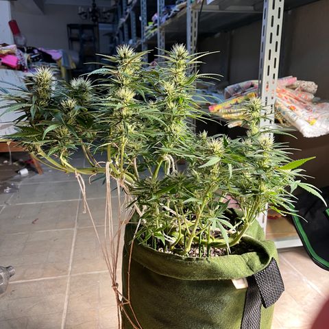 Auto Bruce Banner growlog timeline photo