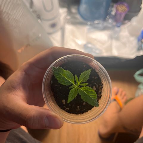 Gorilla Glue #4 growlog timeline photo