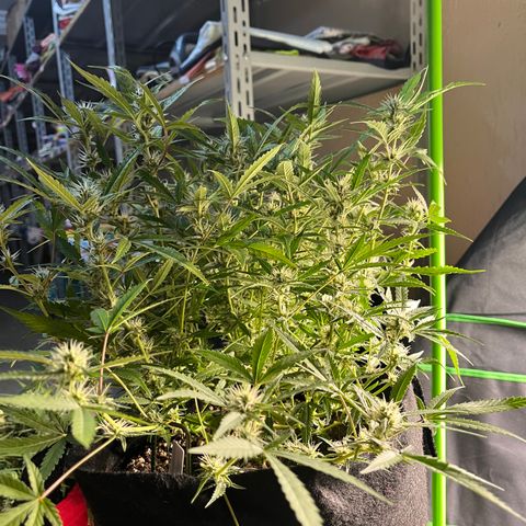 Amnesia Zkittlez Auto growlog timeline photo
