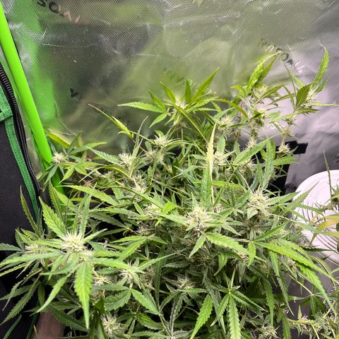 Amnesia Zkittlez Auto growlog timeline photo